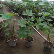 گل و گیاه اپارتمانی