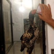 خروس لاری 5 ماهع