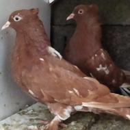 کبوتر نر و ماده سرخ معاوضه