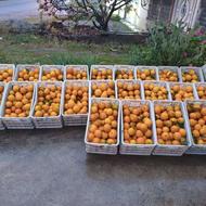 تامسون برگی سوپر