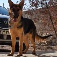 واگذاری سگ ژرمن شپرد شاه توله