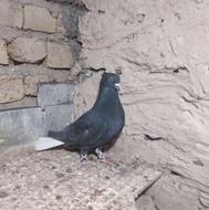 زاغ دمسفید عتیقه.....