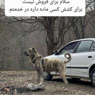 واگذاری سگ خراسانیییی