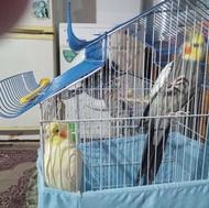 عروس هلندی نروماده