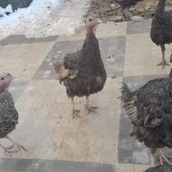 فروش 8عدد بوقلمون برزنت 9 ماهه