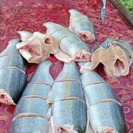 ماهی قزل الا