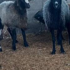 دو راس گوسفند همراه با بره 20 الی 30 کیلویی