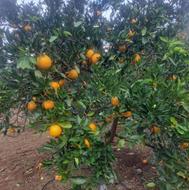 فروش پرتقال تامسون فوق العاده تمیز