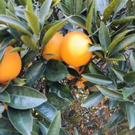 فروش پرتقال نافل و سانگین (خونی)