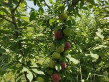 فروش 1500 متر باغ در موقعیتی عالی در شیپور