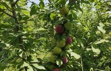 فروش 1500 متر باغ در موقعیتی عالی