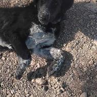 سلام این سگ کم شده