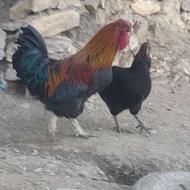 خورس محلی کوردی