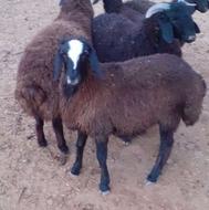 بره نر دشتی مناسب پروار بندی