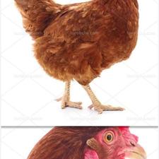 جذب شریک سرمایه گذار در مرغداری با ضمانت سند