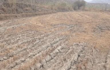 زمین کشاورزی 2500 متر