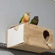 فروش 1 جفت گرینچیک مولد و طوطی عروس هلندی