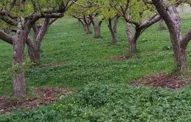 2838 متر باغ گردو و سیب سند تک برگ