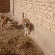 واگذار توله سه ماهه خراسانی