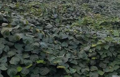 فروش 1300 متر باغ کیوی سند دار ویلایی