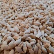 تخم نارج تفاله نارنج