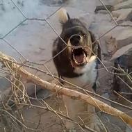 واگذاری سگ نگهبان واقعی