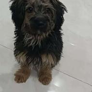 سگ پودل کراس