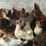 فروش مرغ تخمگذار