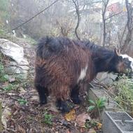 یک راس بز نر