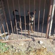 سگ گرگی آدمگیر واگذاری