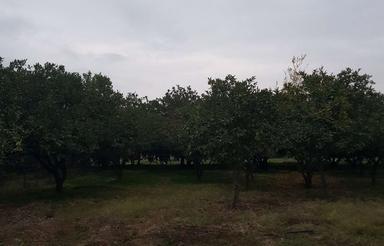 فروش زمین 600 متری حدود 40 درخت مرکبات التپه 