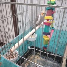 پرنده عروس هلندی