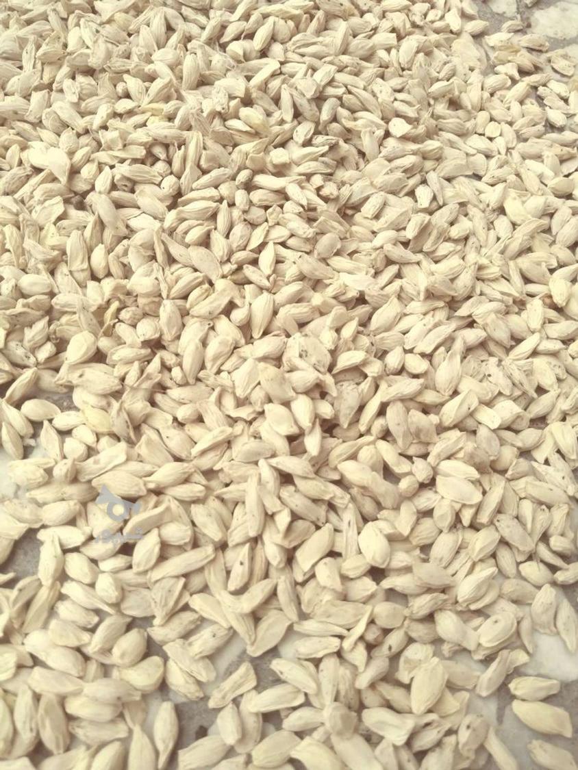 خریدار تخم نارنج به بالاترین قیمت