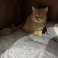 گربه بریتیش