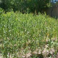 نهال بادام دیرگل