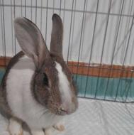 فروش خرگوش ماده