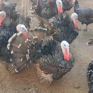 بوقلمون محلی درجه یک