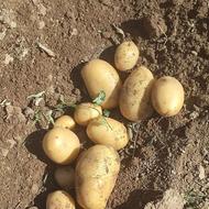 سیب زمینی ارگانیک