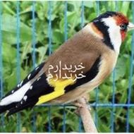 خریدار سهره گاوی خیلی درشت و کشیده