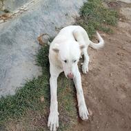 دزدیده شده هر کس پیداش کنه جایزه 3میلیون