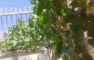 ویلایی سندتک برگ عرصه وعیان 10قدمی مراکزتجاری