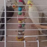 طوطی عروس هلندی