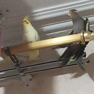 عروس هلندی لوتینو و گلباقالی جوان وباهوش