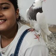 طوقی دستی عکس پدر مادرش گذاشتم