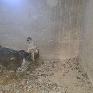 خروس چاق بزرگ