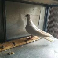 کفتر دمگیر نر سفید