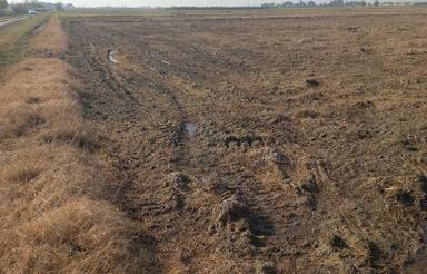 زمین شالیزاری باغ هم میشه زد