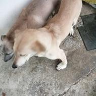 واگذاری دوتا ماده سگ