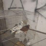 کفتر سالم خوب