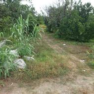 زمین مسکونی باغی